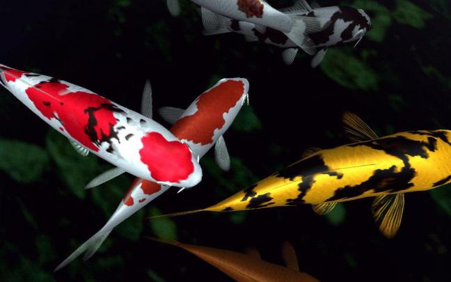 Wallpaper Koi Fish (70+ images)