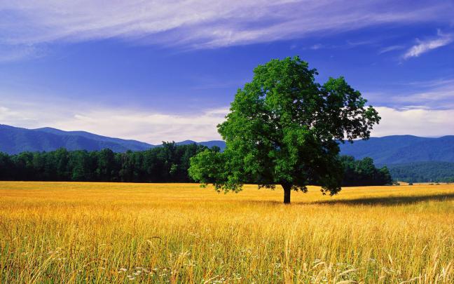 [49+] HD Large Nature Wallpapers 