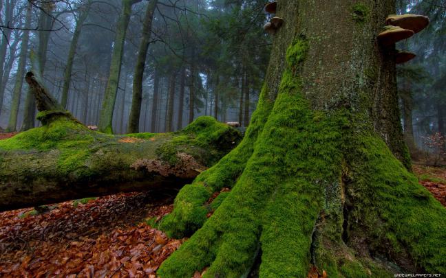 Nature Forest Wallpapers