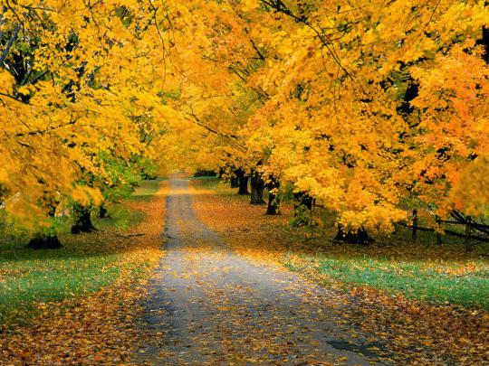 All new wallpaper : The beautiful autumn wallpaper for your desktop