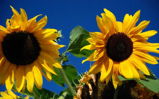 wallpaper: Beautiful Sunflower Wallpapers