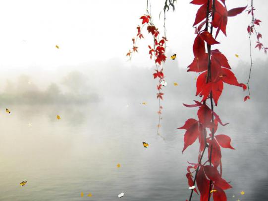 Animated Beautiful Nature Wallpaper -