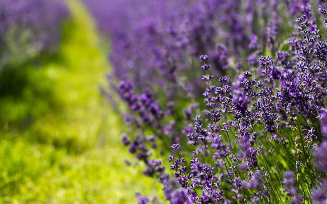lavender colour wallpaper - HD Desktop Wallpapers