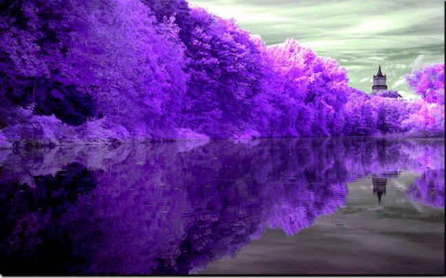 forest lake PURPLE REFLECTION \u2013 Nature Lakes HD Desktop Wallpaper