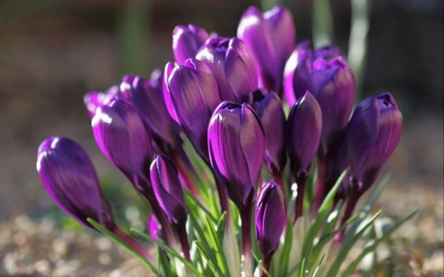 purple flowers A16 - HD Desktop Wallpapers