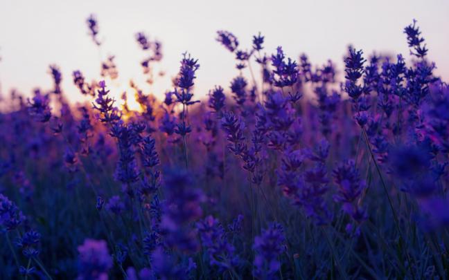 Purple background Tumblr \u00b7\u2460 Download free stunning full HD backgrounds 