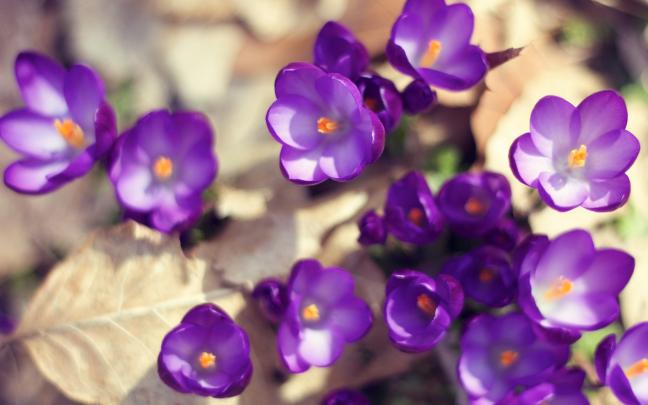 Purple Flower HD Wallpapers