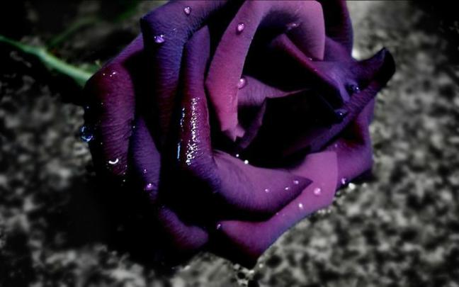 Purple Rose Wide Desktop Background - HD Desktop Wallpapers