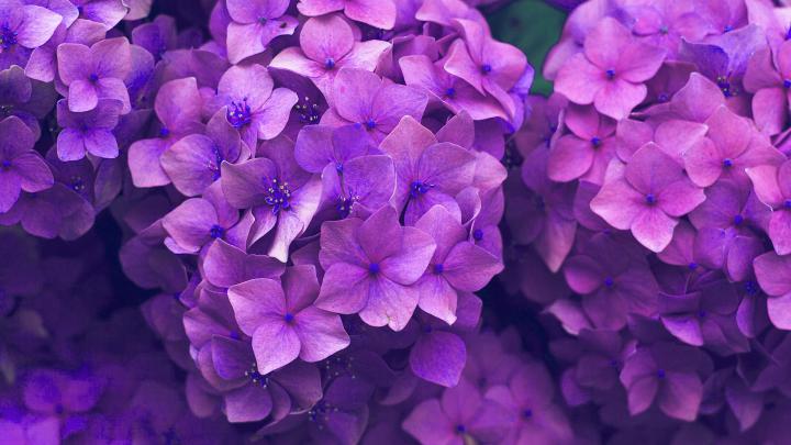 wallpaper for desktop, laptop | nr09-flower-spring-pink-purple-nature