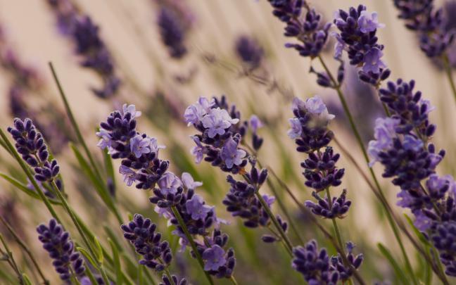Lavender Flowers Desktop Wallpapers - Wallpaper, High Definition, High 