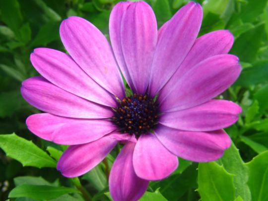 Purple Flower Desktop Wallpaper Full Screen 2560x1600