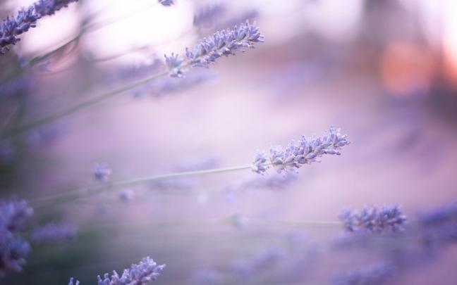 lavender wallpaper hd - HD Desktop Wallpapers