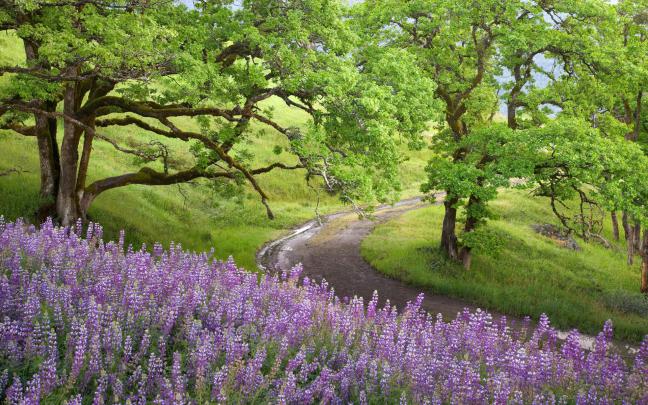 scenery purple | HD Desktop Wallpapers