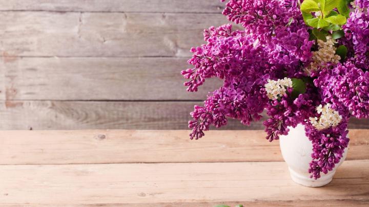 Lilac Wallpapers