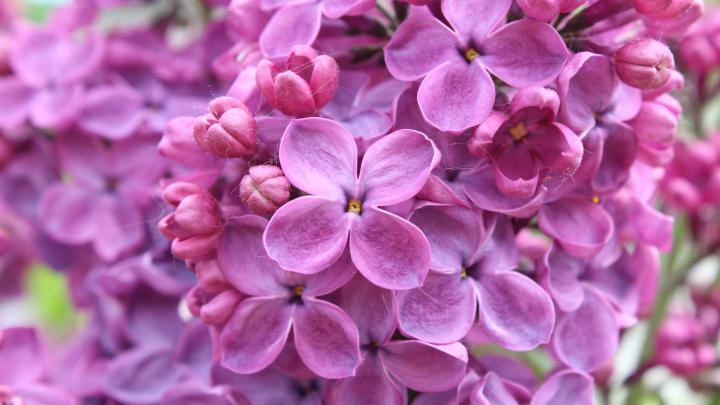 Purple Lilac Flowers 2560x1440 - High Definition Wallpaper