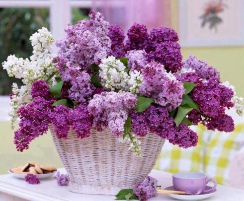 [44+] Lilac Wallpaper for Desktop 