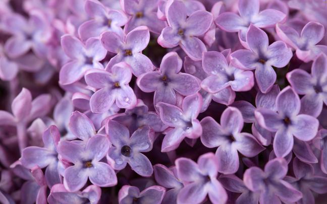 Lilac Flowers Wallpaper -