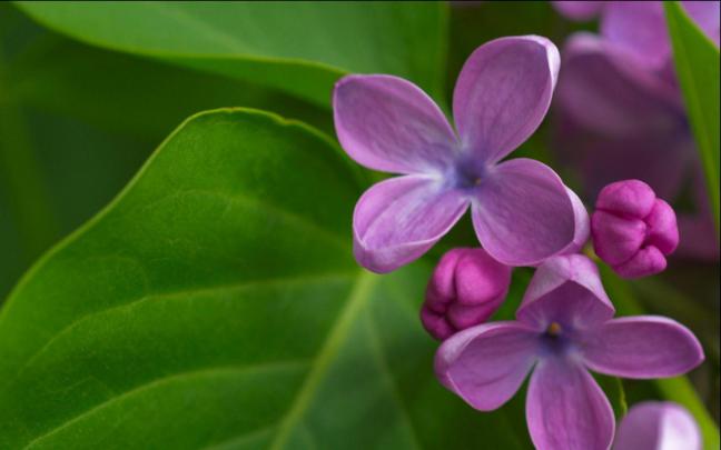 Lilac Wallpapers