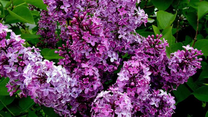 Lilac Wallpapers Images Photos Pictures Backgrounds