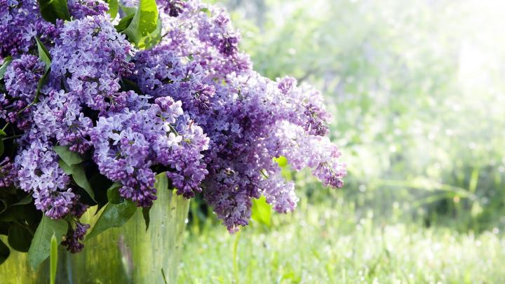 Lilac Background Wallpaper -