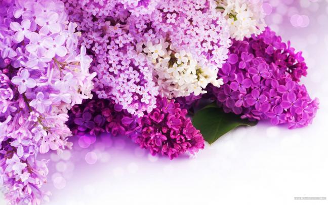 Lilac Wallpapers