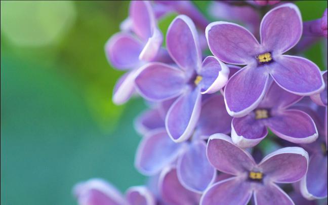 Lilac Wallpapers Images Photos Pictures Backgrounds