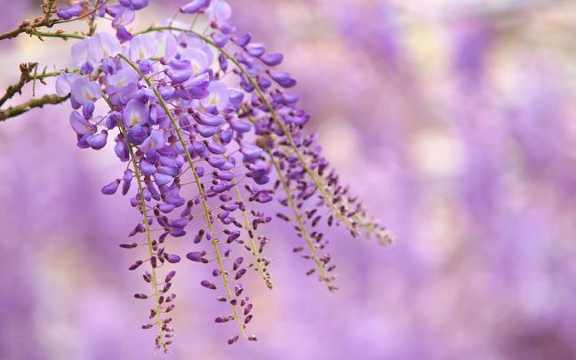 flowers lilac wisteria - HD Desktop Wallpapers