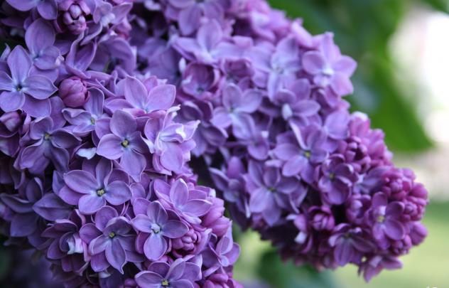 Best image of lilac petals, picture of many, 2048\u00d71312 px | ImageBank.biz