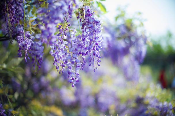 [44+] Lilac Wallpaper for Desktop 