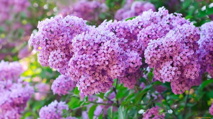 Lilac Wallpapers Images Photos Pictures Backgrounds