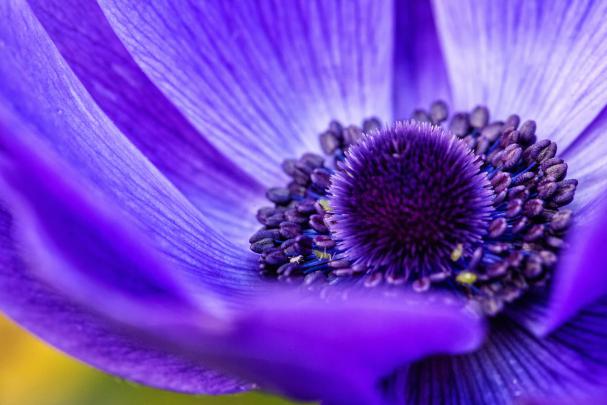 Cool desktop wallpaper of flower, wallpaper of lilac, macro | ImageBank.biz