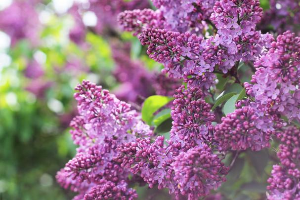 lilac, Flowers, Blossom, Morning, Spring Wallpapers HD \/ Desktop and 