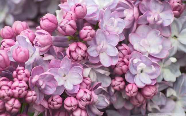 Lilac Wallpapers (71+ background pictures)
