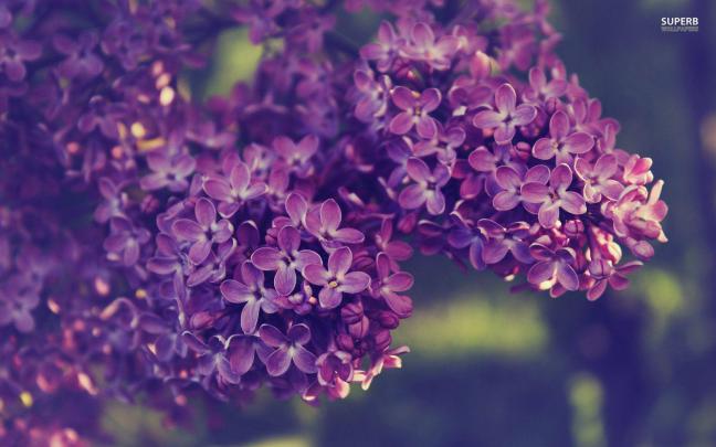 Lilac Wallpapers