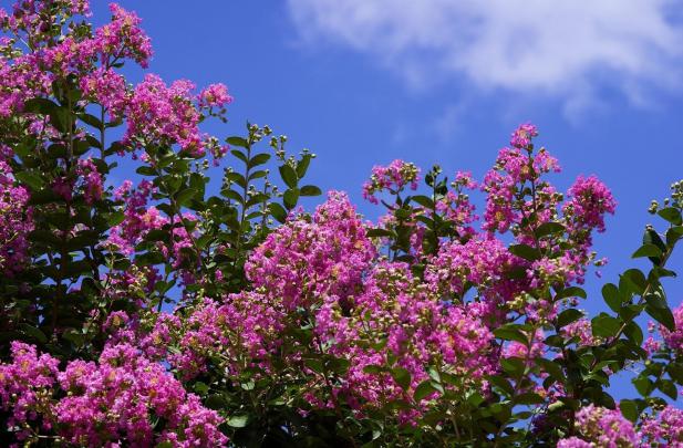 Best 24+ Lilac Desktop Backgrounds on HipWallpaper | Beautiful 