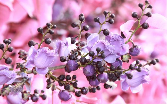 Beautiful wallpaper of pink, desktop wallpaper of lilac, beautiful 