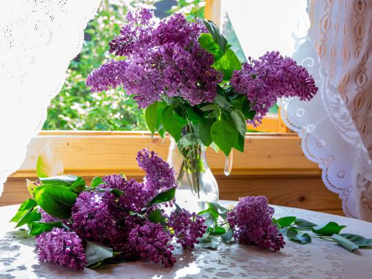 Lilac Wallpapers Images Photos Pictures Backgrounds