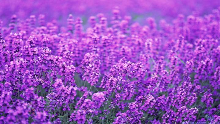 Lilac Pictures Wallpaper (70+ images)
