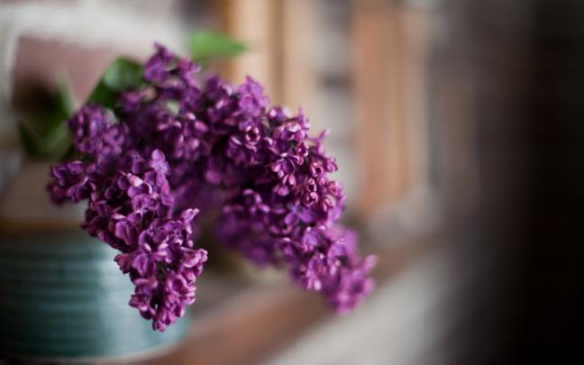 flowers lilac macro - HD Desktop Wallpapers