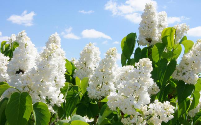 Lilac Wallpaper HD Download