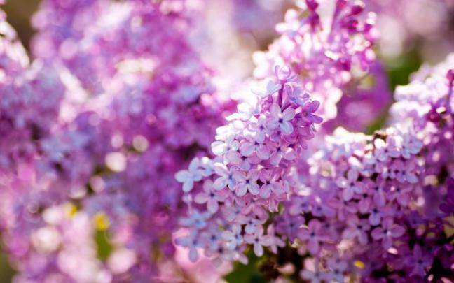 lilac flowers A10 - HD Desktop Wallpapers
