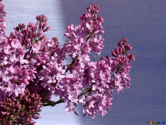Lilac desktop wallpaper background.lilac. lilac \u2116 5296