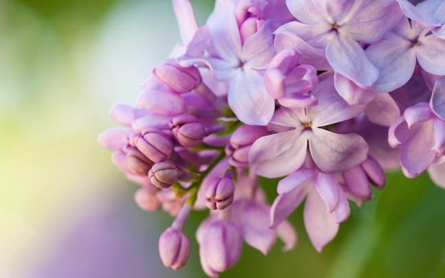 Lilac Wallpapers Images Photos Pictures Backgrounds