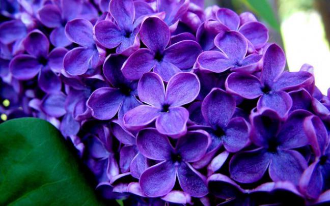 lilac A3 - HD Desktop Wallpapers