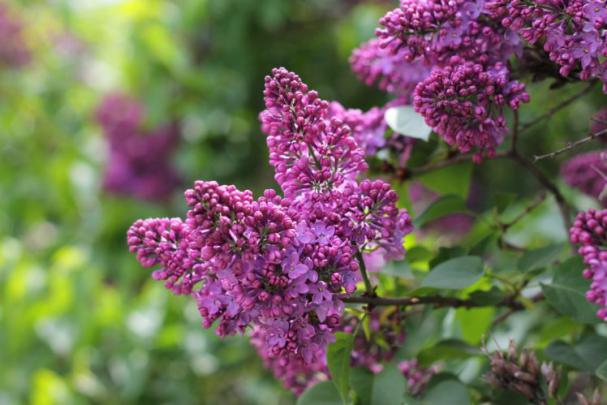 lilac, Flowers, Flowering, Blossom, Tree, Spring Wallpapers HD 