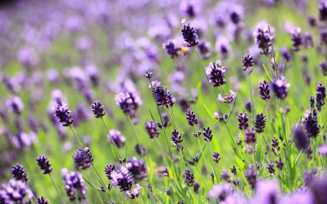 lilac lavender field - HD Desktop Wallpapers