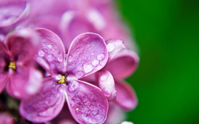 Lilac Wallpaper HD Download