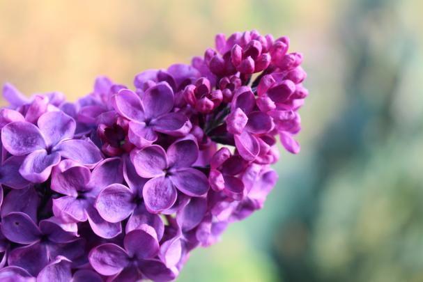 Lilac Wallpapers Images Photos Pictures Backgrounds