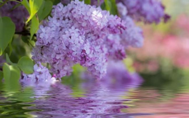 Lilac Bloom - Lilacs Wallpapers and Images - Desktop Nexus Groups