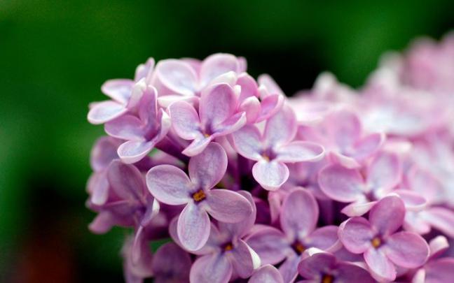 lilac flowers A4 - HD Desktop Wallpapers